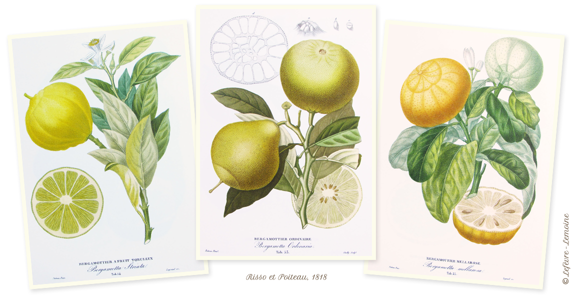Bergamotes de Nancy : le fruit bergamotte